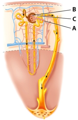 <strong>What is the name of the blood vessel labeled B?  </strong> A)Afferent arteriole B)Peritubular capillaries C)Glomerulus D)Efferent arteriole <div style=padding-top: 35px> 