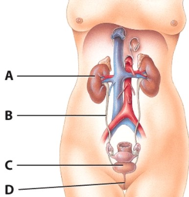<strong>Which structure is labeled B?  </strong> A)Renal artery B)Renal vein C)PCT D)Ureter <div style=padding-top: 35px> 