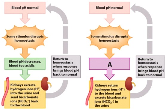 <strong>In the process diagram,what is the change in box A?  </strong> A)Blood pH is too acidic. B)Urine pH is too acidic. C)Blood pH is too basic. D)Urine pH is too acidic. <div style=padding-top: 35px> 