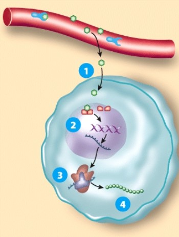 <strong>Which statement below would accurately describe step 1? </strong> A)The hormone diffuses into the cell. B)The receptor/hormone complex alters gene expression. C)Messenger RNA directs formation of new protein. D)New protein alters cell activity.