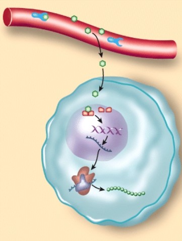 <strong>The type of hormone depicted here is a/an: </strong> A)exocrine hormone. B)protein hormone. C)steroid hormone. D)water-soluble hormone.