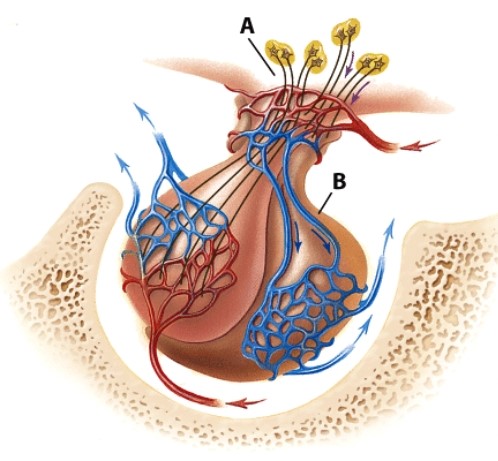 <strong>Which hormone would be produced by structure A? </strong> A)Oxytocin B)Insulin C)ACTH D)Calcitriol