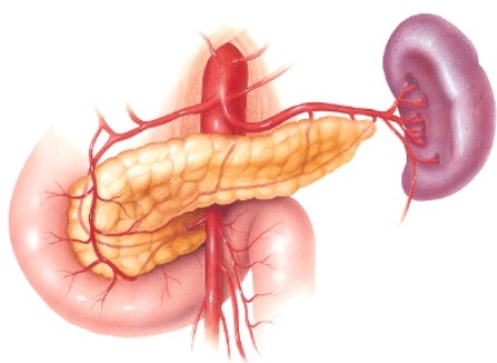 <strong>Which statement regarding this organ is true? </strong> A)It is both endocrine and exocrine. B)It is involved in maturation of certain immune cells. C)It is responsible for the fight-or-flight response. D)This organ's endocrine function becomes limited after puberty.