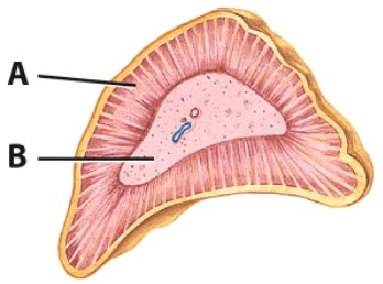 <strong>Which hormone is produced in the region labeled A? </strong> A)ADH B)ACTH C)Cortisol D)Adrenaline