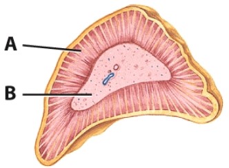 <strong>Which hormone is produced in the region labeled B? </strong> A)Epinephrine B)Insulin C)Glucagon D)T3