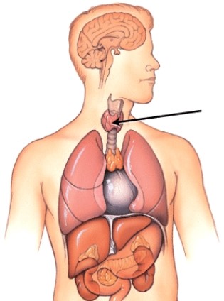 <strong>What is the name of this gland? </strong> A)Thyroid gland B)Thymus gland C)Adrenal gland D)Pancreas