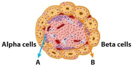 <strong>Hormone A is released under which conditions? </strong> A)At homeostatic blood glucose levels B)High blood glucose levels C)When glucose levels rises above homeostatic values D)Low blood glucose levels