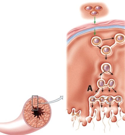 <strong>The letter A represents which phase of meiosis? </strong> A)Meiosis II B)Metaphase I C)Prophase I D)Metaphase II
