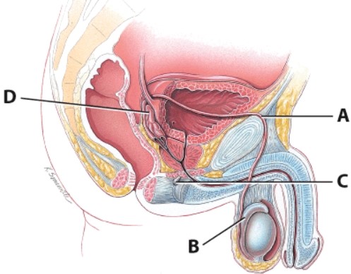 <strong>Which structure contributes about 60% of the fluid volume to semen? </strong> A)A B)B C)C D)D