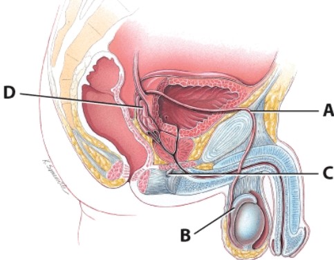 <strong>Which structure stores the sperm for maturation? </strong> A)A B)B C)C D)D