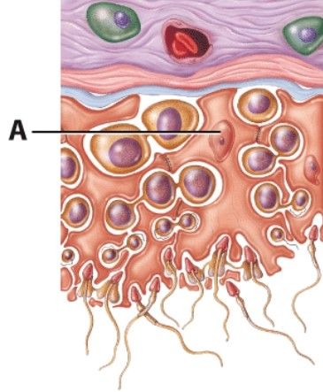 <strong>What is the name of the cell labeled A? </strong> A)Leydig cell B)Spermatogonium C)Primary spermatocyte D)Sertoli cell