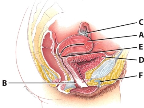 <strong>Which structure receives the penis for delivery of sperm? </strong> A)A B)B C)C D)D