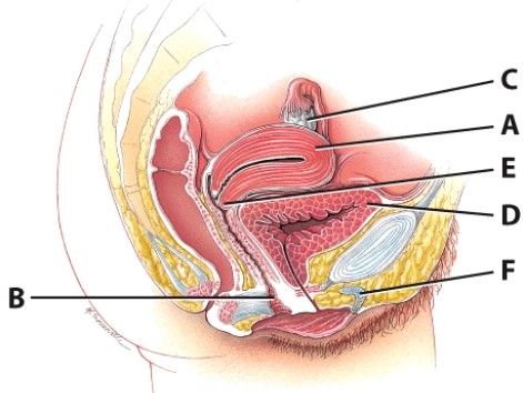 <strong>Which structure is part of the vulva? </strong> A)C B)D C)E D)F