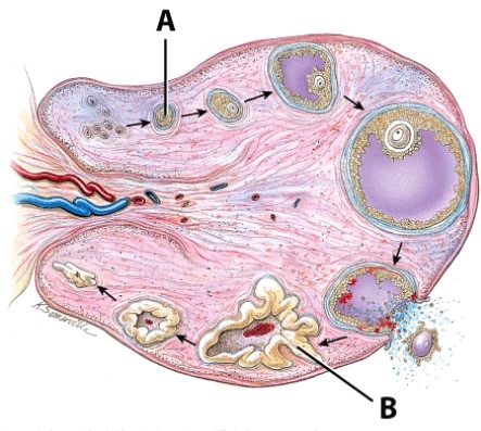 <strong>Structure A is also known as a(n): </strong> A)oocyte. B)corpus albicans. C)Graafian follicle. D)primary follicle.