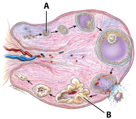 <strong>What hormone is produced by structure B? </strong> A)GnRH B)Progesterone C)FSH D)Testosterone