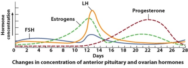 <strong>What occurs as a result of the spike in LH concentration seen here? </strong> A)Primary follicles mature into secondary follicles B)Ovulation C)Menstruation D)Degeneration of the corpus luteum