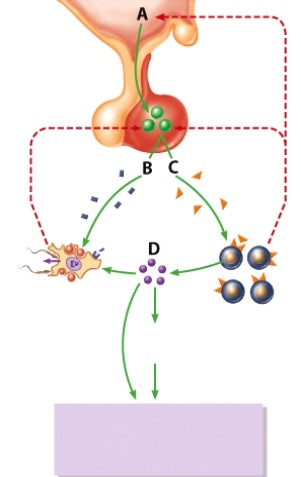 <strong>Which hormone is labeled D? </strong> A)GnRH B)LH C)FSH D)Testosterone