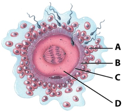 <strong>Which layer of the egg contains species-specific receptors for the sperm? </strong> A)A B)B C)C D)D