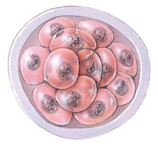<strong>What is the embryo also called at this point of development? </strong> A)Pronucleus B)Embryo C)Blastocyst D)Morula
