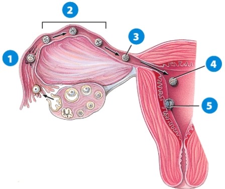 <strong>Which would be an accurate description of the step labeled 5? </strong> A)Fertilization B)Morula C)Blastocyst D)Implantation