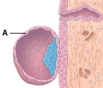 <strong>What is labeled A in this diagram? </strong> A)Endometrial gland B)Trophoblast C)Inner cell mass D)Blastocyst cavity