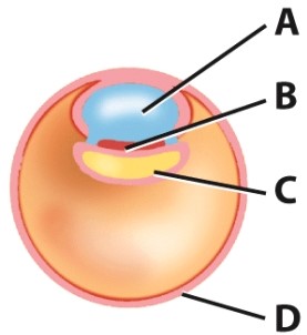 <strong>In this diagram,what is the structure labeled A called? </strong> A)Yolk sac B)Amnionic cavity C)Trophoblast D)Embryonic disc