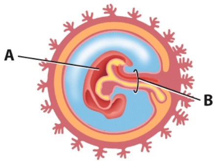 <strong>In this diagram,what is labeled A? </strong> A)Yolk sac B)Embryo C)Allantois D)Amniotic cavity
