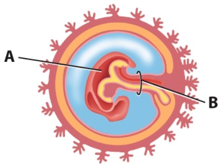<strong>In this diagram,what is labeled B? </strong> A)Embryo B)Uterus C)Yolk sac D)Umbilical cord