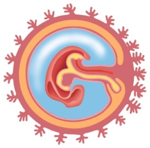 <strong>How many days old is this embryo? </strong> A)14 B)21 C)25 D)35