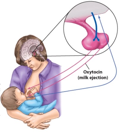 <strong>Which description would be correct for the arrow labeled A? </strong> A)Estrogen (milk production) B)Oxytocin (milk ejection) C)Follicle stimulating hormone (milk production) D)Human growth hormone (breast development)