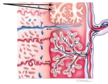 <strong>Identify the region indicated by the arrow. </strong> A)Chorionic villi B)Amnion C)Allantosis D)Amniotic fluid