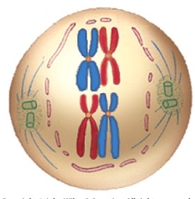 <strong>Which phase of meiosis is depicted here? </strong> A)Prophase I B)Metaphase I C)Anaphase I D)Telophase I
