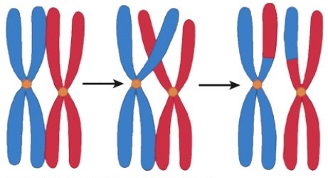 <strong>The process depicted here is best described by which of the following choices? </strong> A)The tetrads are separating to opposite sides. B)The cell is completing the first phase of meiosis. C)The cell is splitting; cytokinesis. D)Genetic material is exchanged between homologous chromosomes.