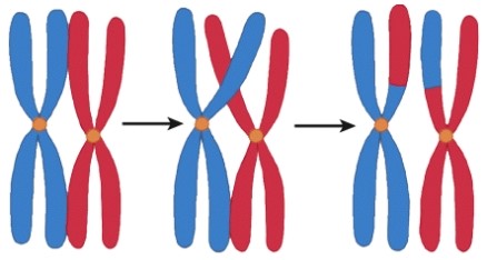 <strong>During which process would you find the event pictured here? </strong> A)Mitosis B)Meiosis C)Transcription D)Translation