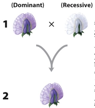 <strong>As a result of the cross labeled 1,what do you predict about all the offspring labeled 2? </strong> A)There will be mostly white offspring and some purple. B)The offspring will all be white. C)There will be mostly purple offspring and some white. D)The offspring will all be purple.