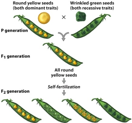 <strong>The dihybrid cross shown here will produce how many wrinkled and yellow pea plants? </strong> A)9 B)6 C)3 D)1