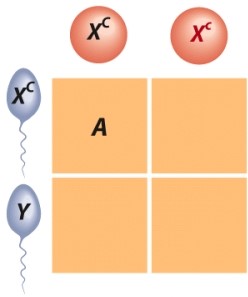 <strong>Regarding sex-linked traits,what conclusion can be drawn regarding the offspring labeled A? </strong> A)Normal female but a carrier B)Normal male C)Male with the sex-linked trait D)Normal female