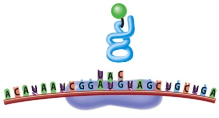 <strong>What is happening in this picture? </strong> A)A ribosome binds the mRNA, along with an initiator tRNA B)A stop codon is reached, and the formed polypeptide is released C)Transcription D)The ribosome slides down the mRNA, reading the next codon.