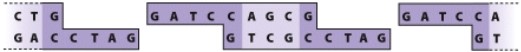 <strong>What are the ends of these pieces of DNA called? </strong> A)Restriction ends B)Blunt ends C)Sticky ends D)Annealing ends
