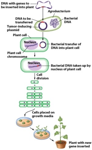 <strong>In this diagram,the Argobacterium is a(n): </strong> A)plasmid. B)virus. C)host. D)vector.