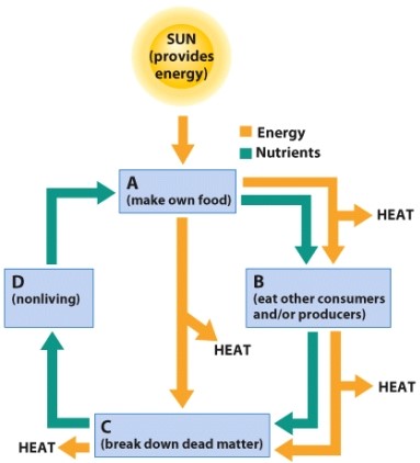 Which term could be filled in for label A?  