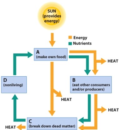 <strong>Which term could be filled in for label D? </strong> A)Consumers B)Producers C)Abiotic nutrients D)Decomposers