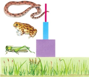 In this figure,at which trophic level is the toad?  