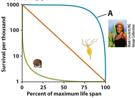 <strong>Which type of survivorship curve is represented by the letter A here? </strong> A)Type I B)Type II C)Type III D)Type IV