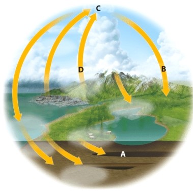 <strong>In the diagram,which letter is most likely to represent long term carbon storage? </strong> A)A B)B C)C D)D