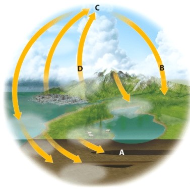 <strong>Where in the diagram has human activity increased carbon content? </strong> A)A B)B C)C D)D
