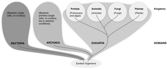 <strong> Based on the figure above, which group of organisms is most closely related to members of the Kingdom Animalia?</strong> A) Protista B) Fungi C) Plantae D) Bacteria E) Archaea