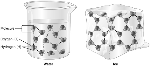 The type of bond indicated by the dotted lines in the figure above is a hydrogen bond.