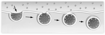 <strong> The figure above shows a portion of the cell membrane. Which one of the following processes does it depict?</strong> A) diffusion B) endocytosis C) facilitated diffusion D) gated channels E) exocytosis