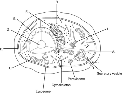 <strong> Using the figure above, identify the organelles of a eukaryotic cell.</strong> A) nucleus B) nucleolus C) mitochondrion D) centriole E) endoplasmic reticulum F) Golgi apparatus G) plasma membrane H) ribosome 13) Label A represents a(n) ________. 14) Label B represents a(n) ________. 15) Label C represents a(n) ________. 16) Label D represents a(n) ________. 17) Label E represents a(n) ________. 18) Label F represents a(n) ________. 19) Label G represents a(n) ________. 20) Label H represents a(n) ________.